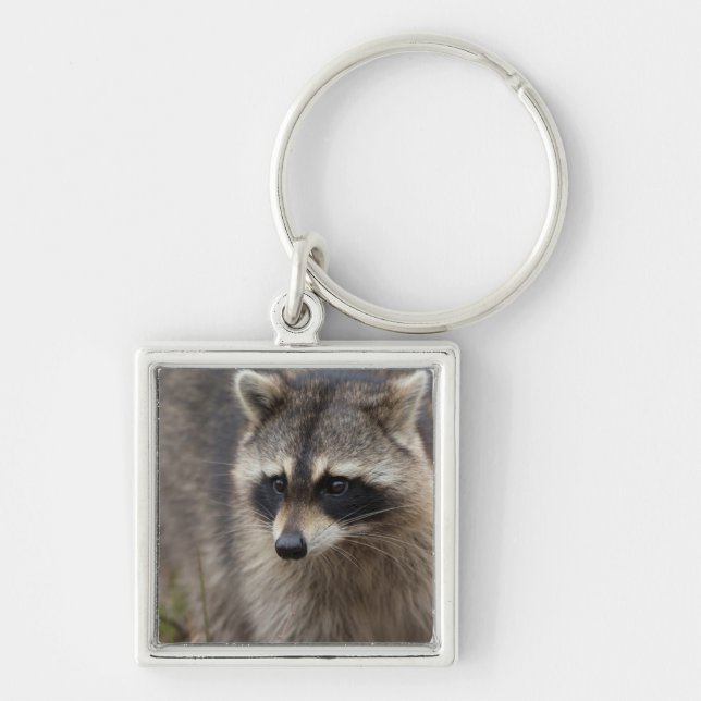 Racoon, Procyon lotor, Florida Key Ring (Front)