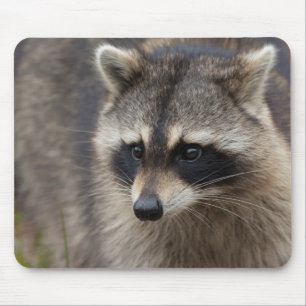 Racoon, Procyon lotor, Florida Mouse Pad
