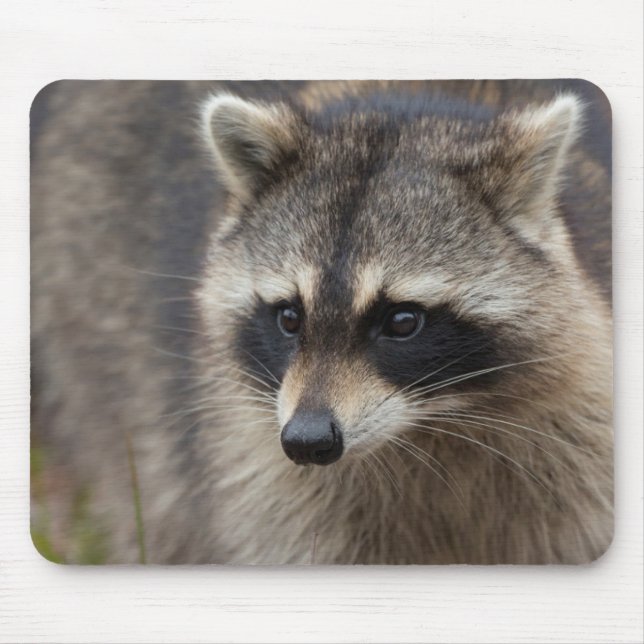 Racoon, Procyon lotor, Florida Mouse Pad (Front)