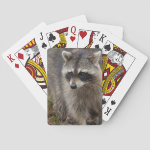 Racoon, Procyon lotor, Florida Playing Cards