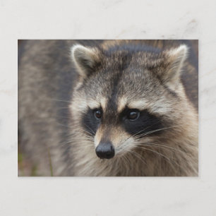 Racoon, Procyon lotor, Florida Postcard