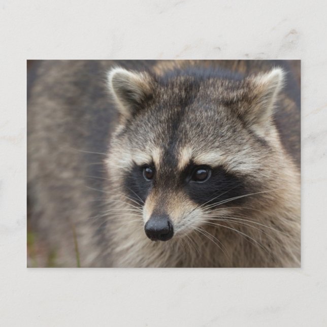 Racoon, Procyon lotor, Florida Postcard (Front)