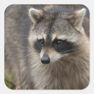 Racoon, Procyon lotor, Florida Square Sticker