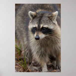 Racoon, Procyon lotor, Florida, USA 1 Poster