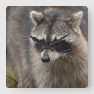 Racoon, Procyon lotor, Florida, USA 1 Square Wall Clock