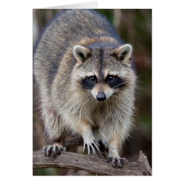 Racoon, Procyon lotor, Florida, USA 2 (Front)