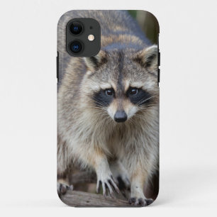 Racoon, Procyon lotor, Florida, USA 2 iPhone 11 Case