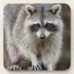 Racoon, Procyon lotor, Florida, USA 2 Coaster