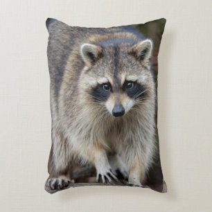 Racoon, Procyon lotor, Florida, USA 2 Decorative Cushion