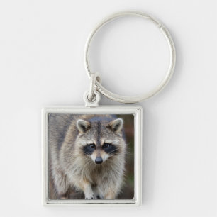 Racoon, Procyon lotor, Florida, USA 2 Key Ring