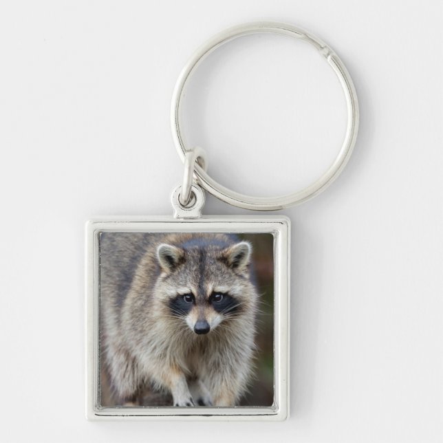 Racoon, Procyon lotor, Florida, USA 2 Key Ring (Front)