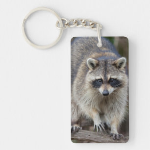 Racoon, Procyon lotor, Florida, USA 2 Key Ring