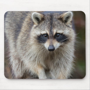 Racoon, Procyon lotor, Florida, USA 2 Mouse Pad