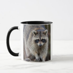 Racoon, Procyon lotor, Florida, USA 2 Mug