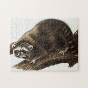 Racoon (Procyon lotor) Illustration Jigsaw Puzzle