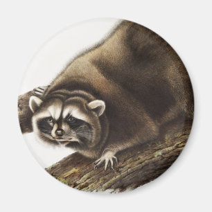 Racoon (Procyon lotor) Illustration Magnet