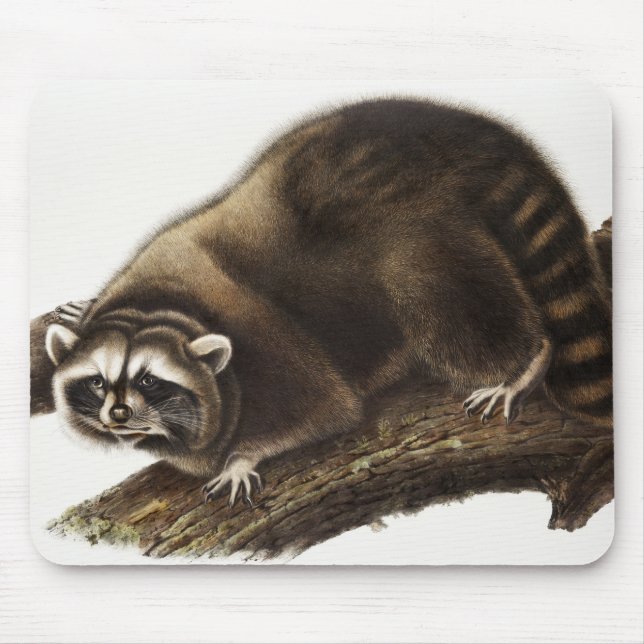 Racoon (Procyon lotor) Illustration Mouse Pad (Front)