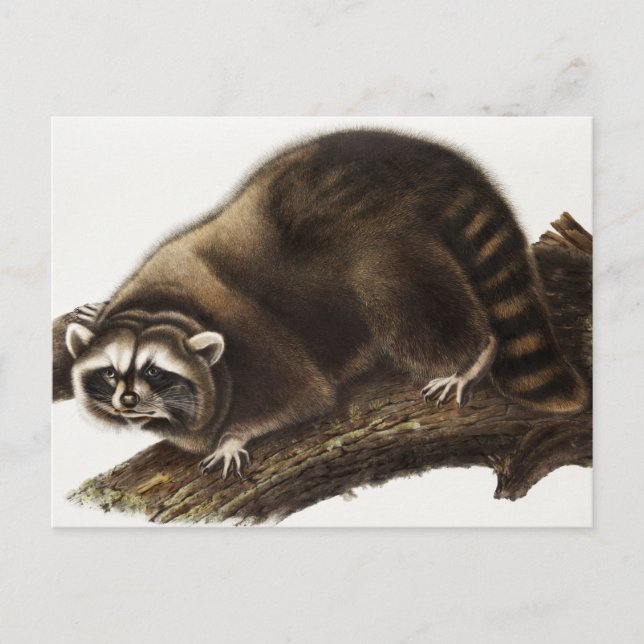 Racoon (Procyon lotor) Illustration Postcard (Front)