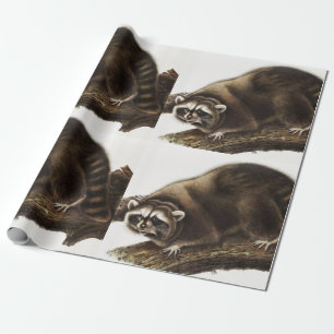 Racoon (Procyon lotor) Illustration Wrapping Paper