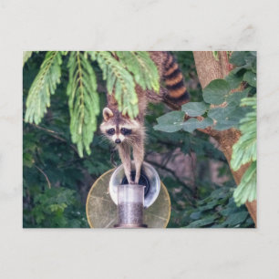 Racoon Raiding the Bird Feeder Postcard