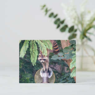 Racoon Raiding the Bird Feeder Postcard