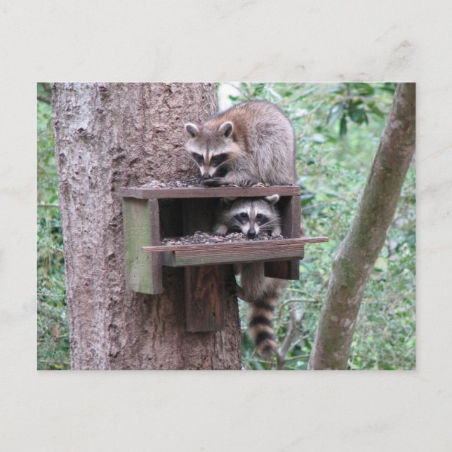 Racoon Rascals Postcard (Front)