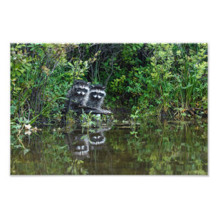 Racoon Reflections Photo Print