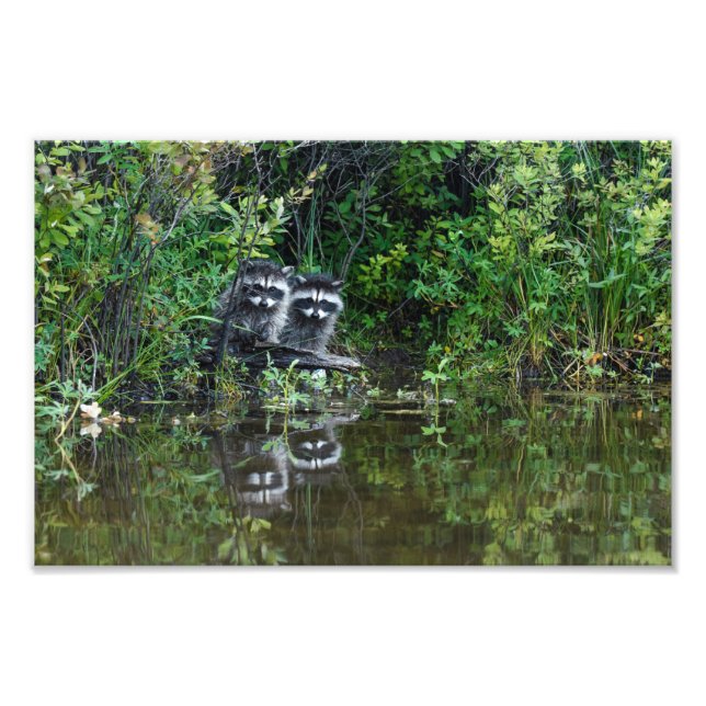 Racoon Reflections Photo Print (Front)
