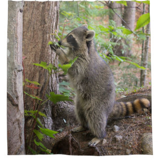 Racoon shower curtain