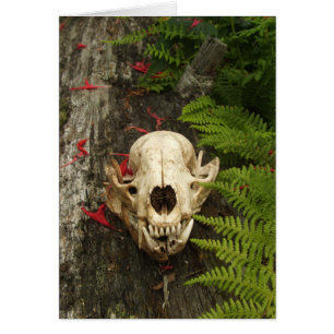 Racoon Skull Old Log Ferns Red Bee Balm Petals