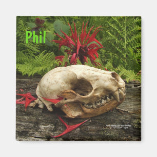 Racoon skull old log with ferns and red Monarda Magnet