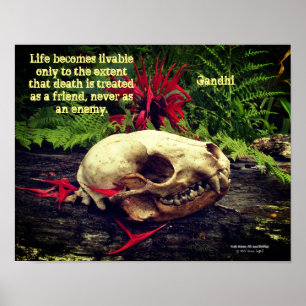 Racoon skull old log with ferns and red Monarda Poster