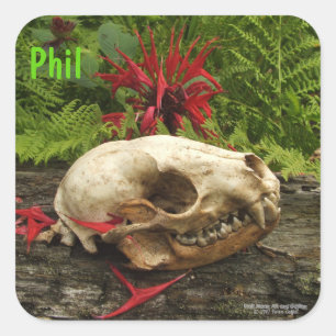 Racoon skull old log with ferns and red Monarda Square Sticker