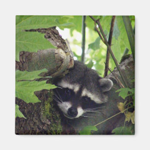 Racoon sqr. magnet