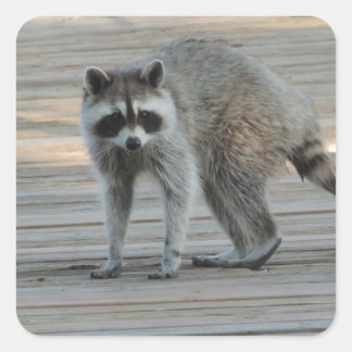 Racoon Square Sticker