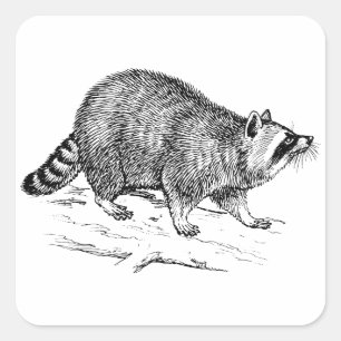 Racoon Square Sticker