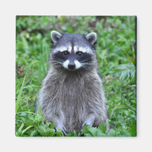 Racoon Standing Magnet