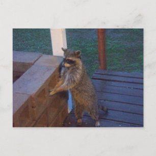 Racoon Standing on Back Porch Postcard