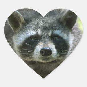 Racoon Stickers