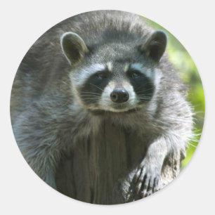 Racoon Stickers