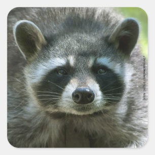 Racoon Stickers