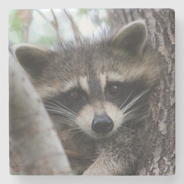 Racoon Stone Coaster (Front)