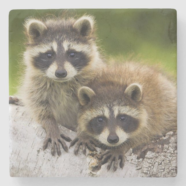 Racoon Stone Coaster (Front)