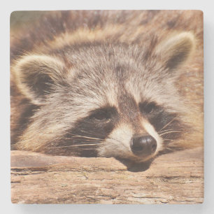 Racoon Stone Coaster