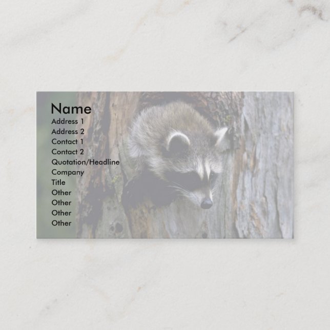 Racoon-Summer-youngster in hollow tree Business Card (Front)