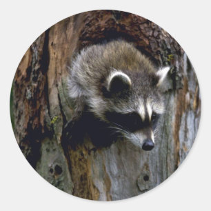 Racoon-Summer-youngster in hollow tree Classic Round Sticker