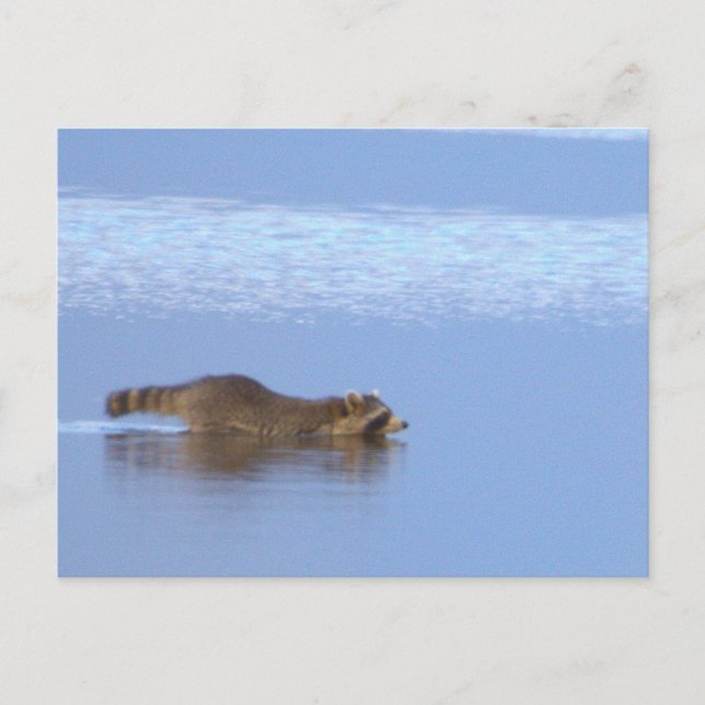 Racoon Swimming Photo Postcard (Front)