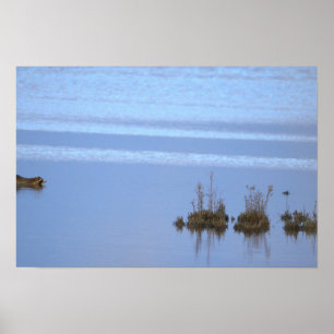 Racoon Swimming Photo Poster