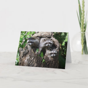 Racoon - The Three Amigos Card