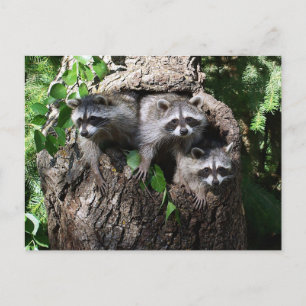 Racoon - The Three Amigos Postcard